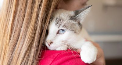 Charity seeks cat fosterers to help domestic abuse survivors